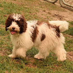 Available Australian Labradoodle Puppies For Sale Northern California Oregon Ocean View Labradoodles